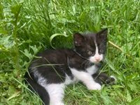   Chatons à placer entre de bonnes mains 