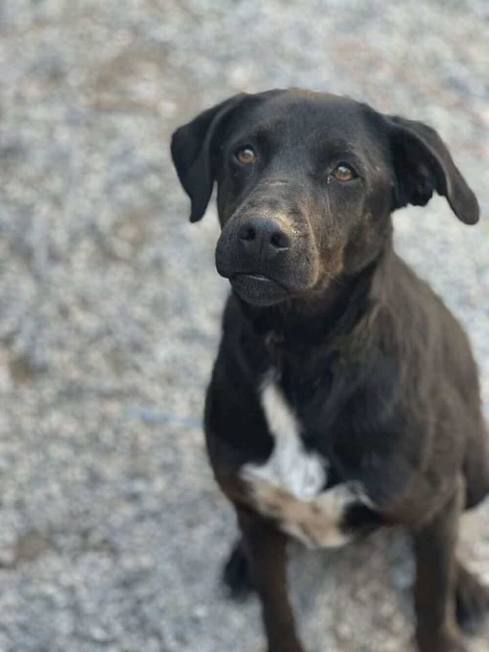   reina chien  l'adoption 