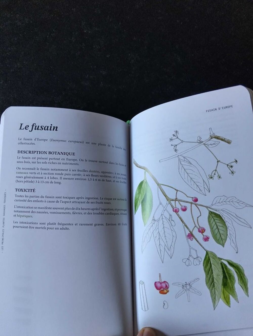 apprendre &agrave; cueillir les plantes sauvages Livres et BD