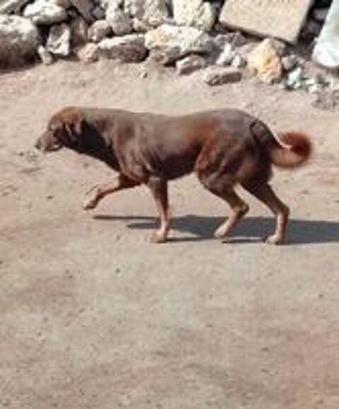   CHOCO SE TROUVE DANS UN REFUGE AU MAROC 