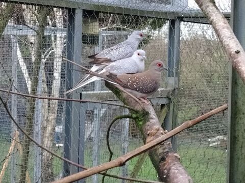 Colombe diamant 15 17430 Champdolent