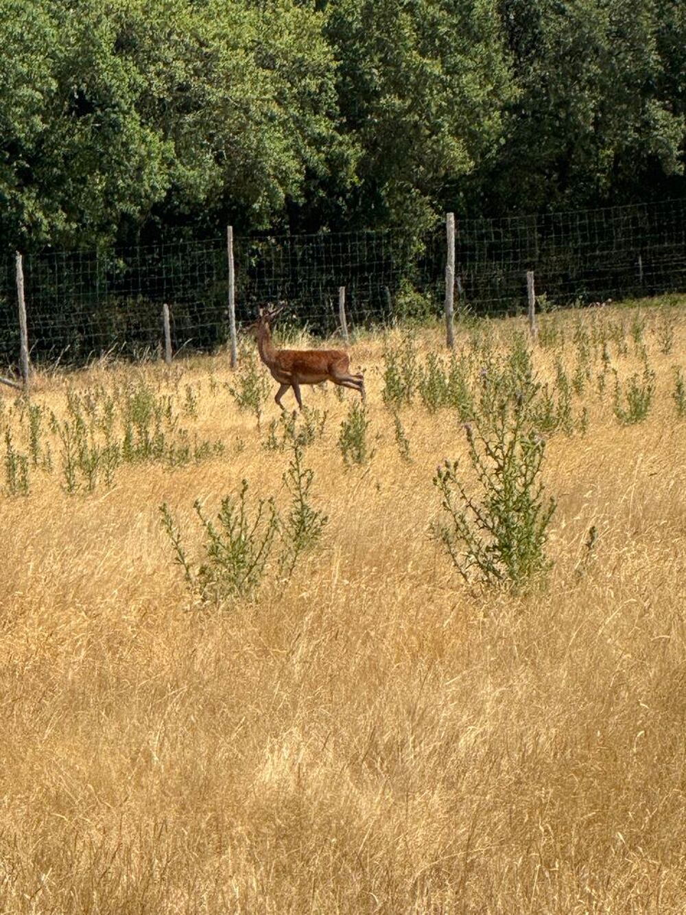   CERF et biche environs 11 animaux 