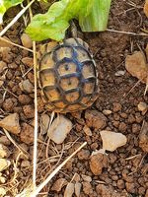   BB tortues graecca
