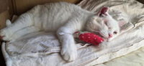   Akasha, chatte blanche à adopter 