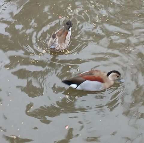 Canard  sarcelle à collier femelle 0 31410 Longages