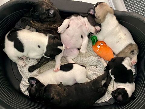 Magnifiques chiots bouledogue fran&ccedil;ais ancien type 1800 34310 Quarante