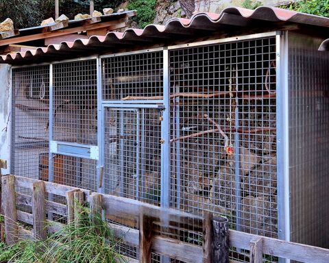 Volière pour perroquets en panneaux modulable 1mx4m 1100 06500 Gorbio