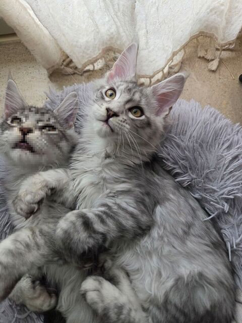 Chaton Maine coon 800 44110 Châteaubriant