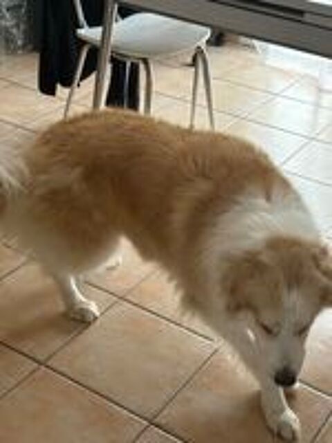   Donne chienne 7 ans  