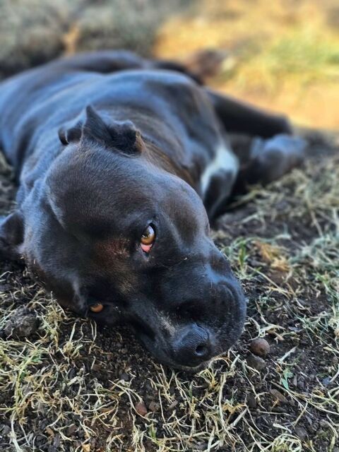 Paty, la d&eacute;licate mamie 150 78000 Versailles