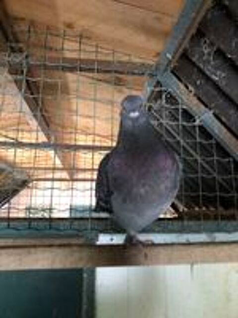   Pigeons BISET croisés CAUCHOIS 