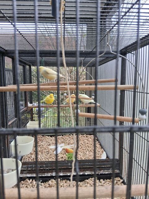 canaris m&acirc;les 20� 20 77250 �pisy