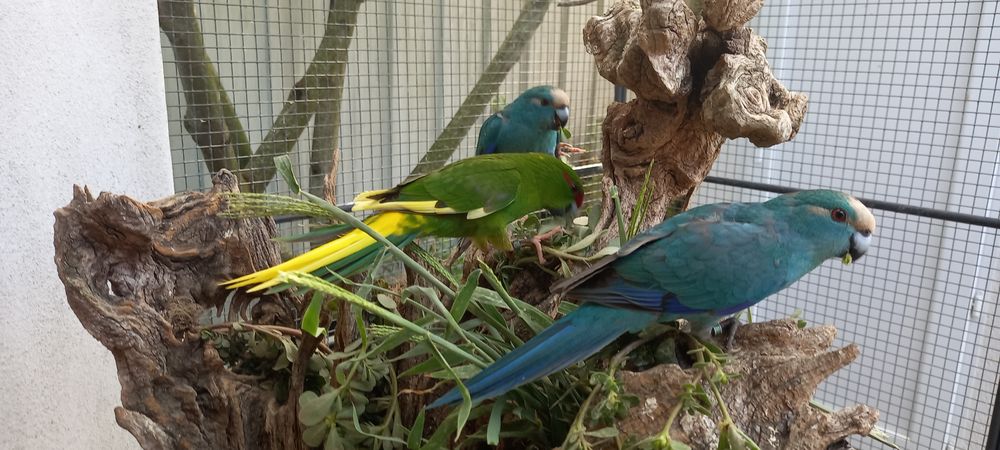   kakariki
