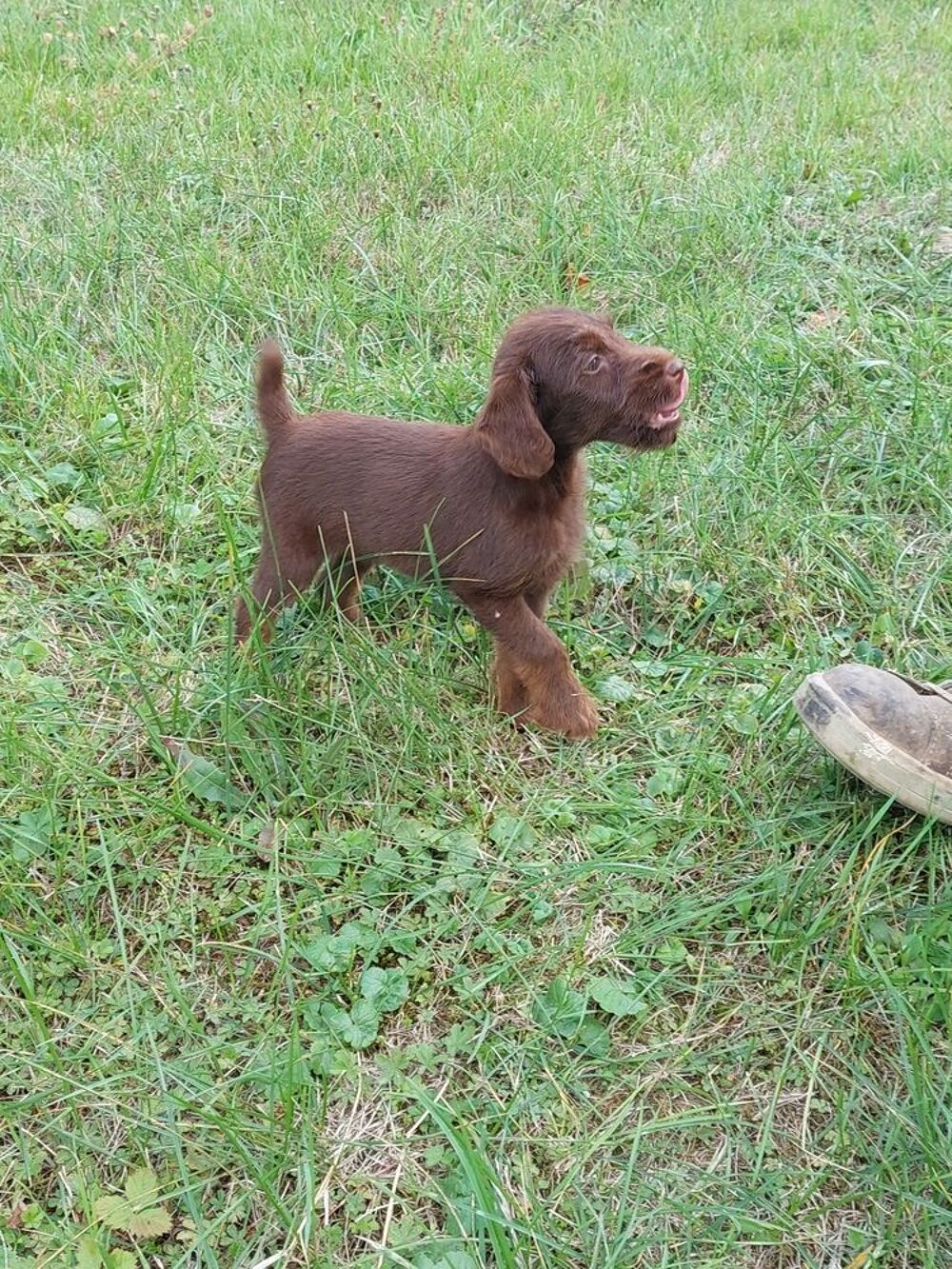   chiot Jagdterrier X Fox 