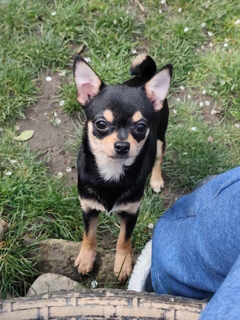 Chiots Chihuahua 0 54220 Malz�ville