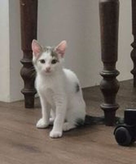   BASTET 