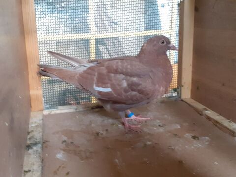 JEUNES PIGEONS ROUGES CHOCO 10 33130 Bgles