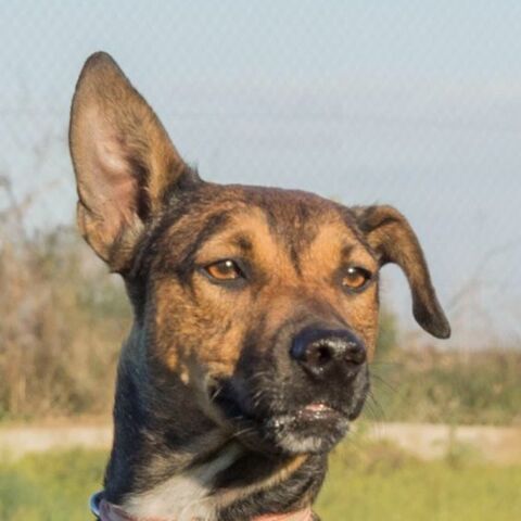 MIKA 320 27620 Gasny