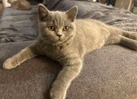   Chaton british shorthair loof 