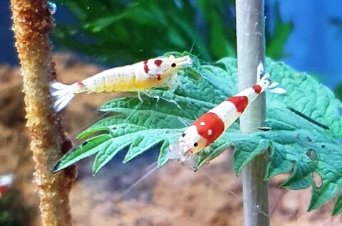 Crevettes Lots de x10+2 ou plus Caridina cantonensis PRL 2 37140 Chouz-sur-loire