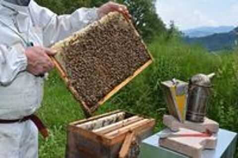   essaims d'abeilles 