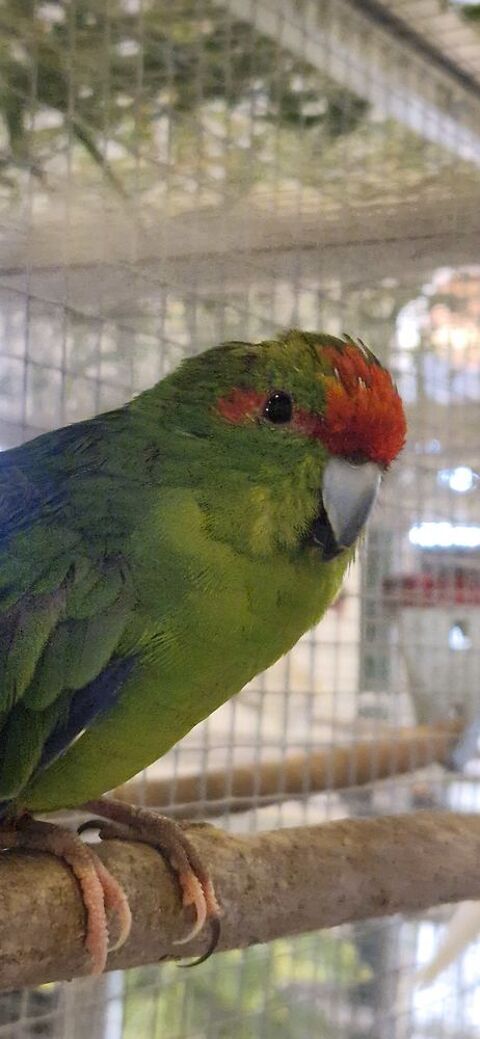 Kakariki 30 01600 Parcieux