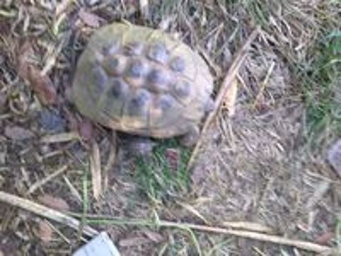   Tortue femelle 