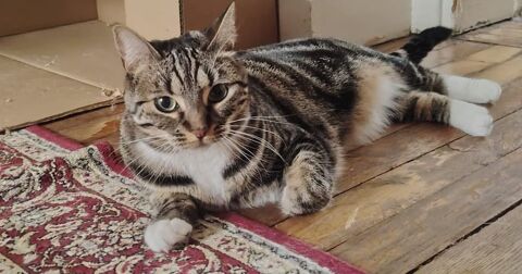 Prunelle, 1 an et demi, cherche de bons adoptants 195 75007 Paris