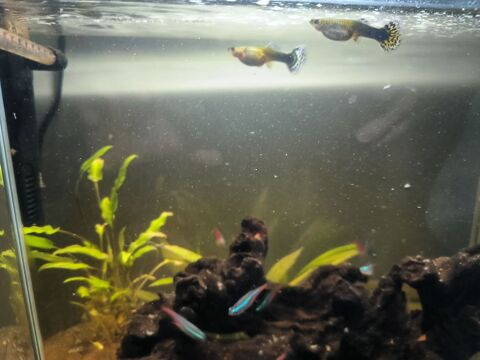 Aquarium complet 100 34000 Montpellier