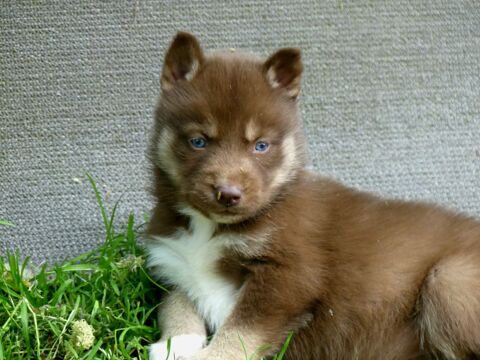 Chiot husky LOF 1100 91650 Breuillet