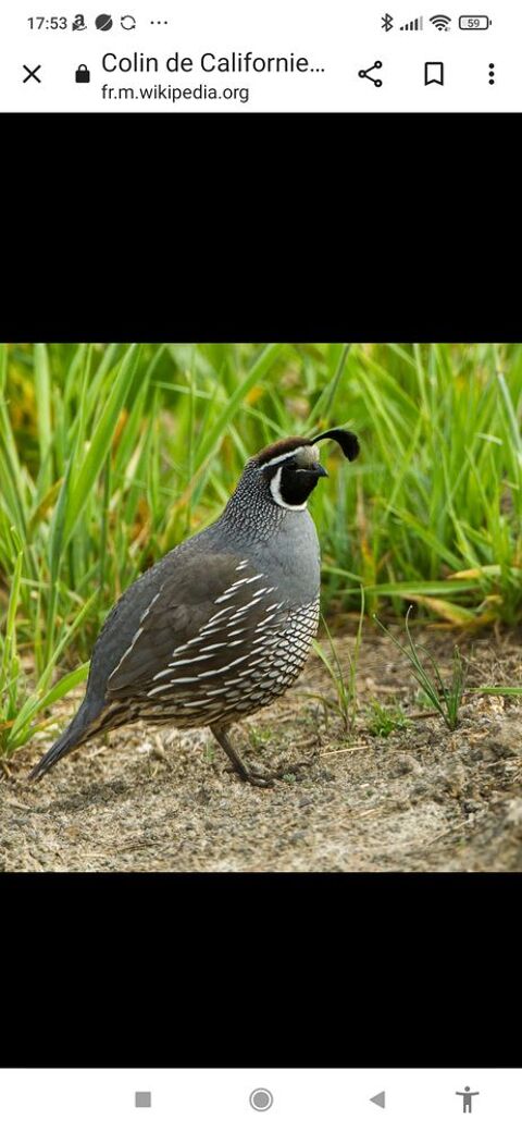 Colins de Californie 25 77400 Saint-thibault-des-vignes