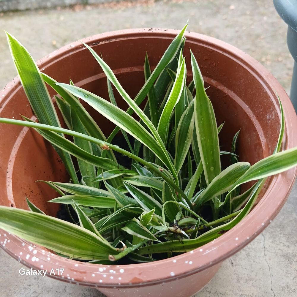 chlorophytums Jardin