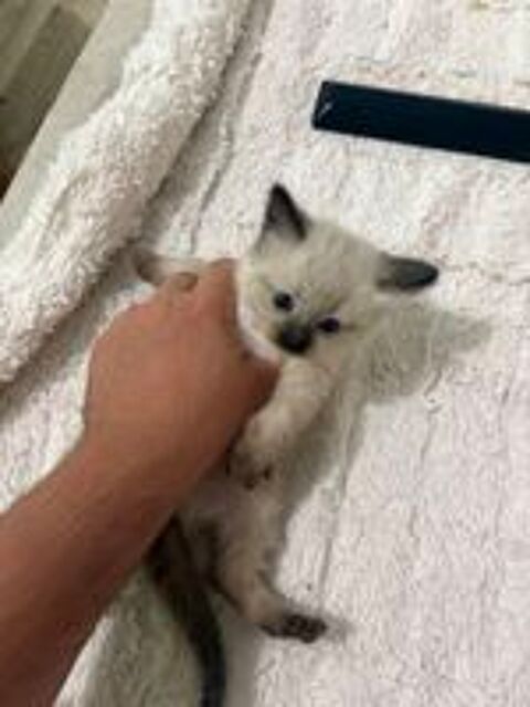   Chatons Siamois a réservé  