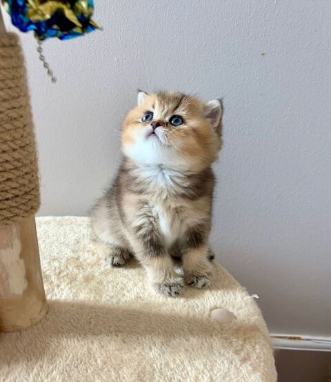 Adorables chatons British Shorthair et Longhair 1600 69560 Saint-romain-en-gal