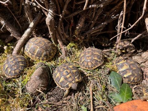 Tortues terrestres juveniles 2025 (Charente Maritime) 90 17200 Royan