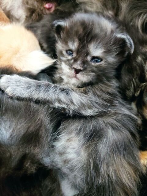 Chatons Maine Coon 1600 59570 Bettrechies
