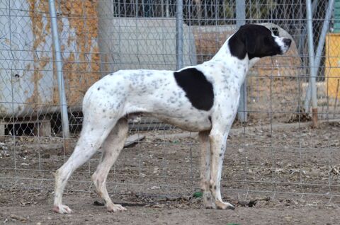 ZURI, Magnifique Pointer m&acirc;le  315 24140 Douville