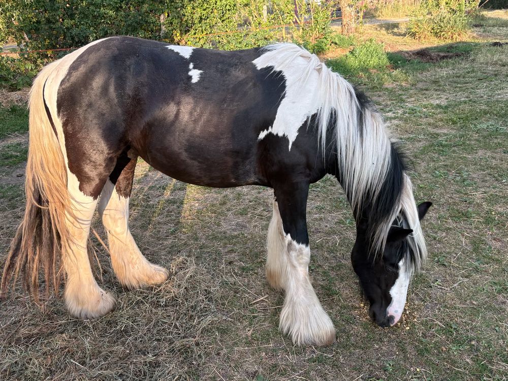   IRISH COB 