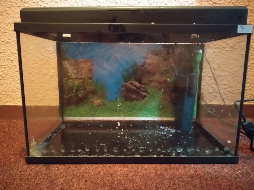 Aquarium 55 l Décoration