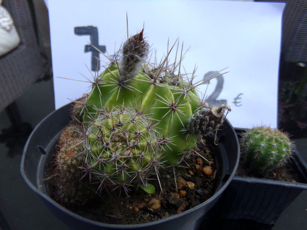 cactus boules de moise &eacute;chinopsis oxygona moyens et petits Jardin