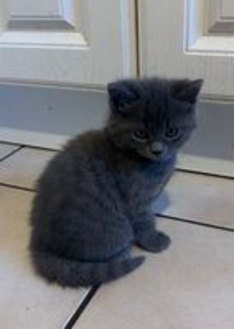   Chaton 