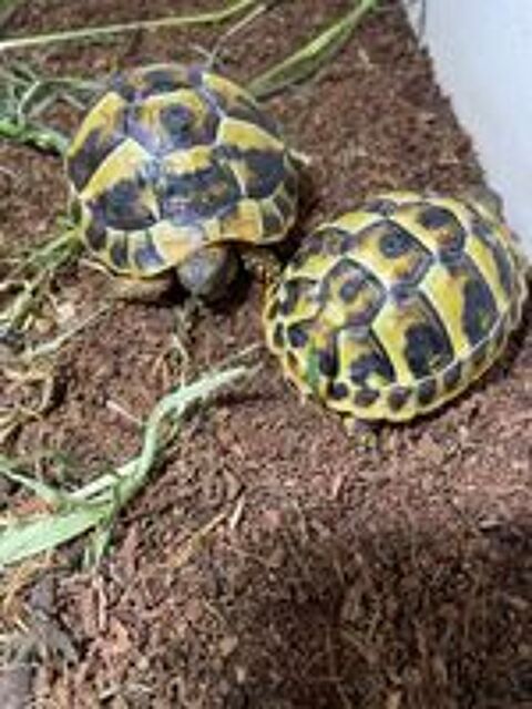   Tortue de terre  