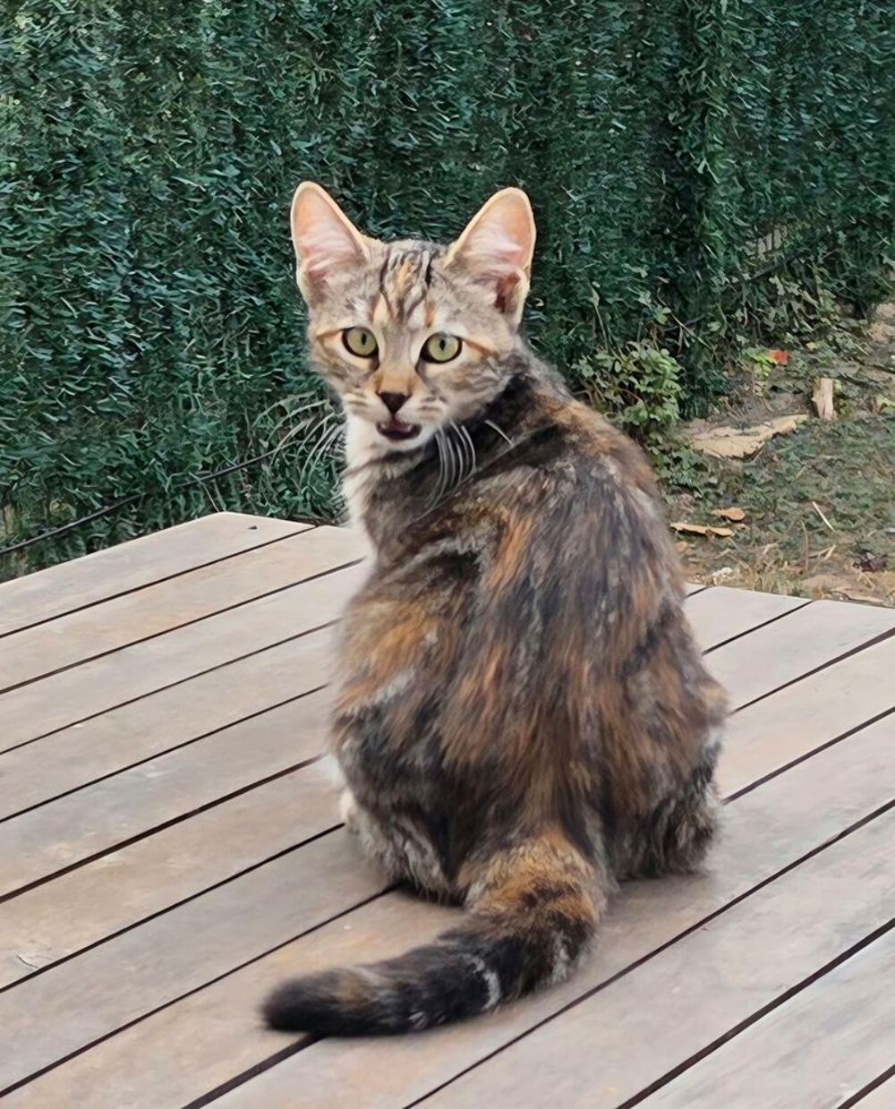   BONNIE 