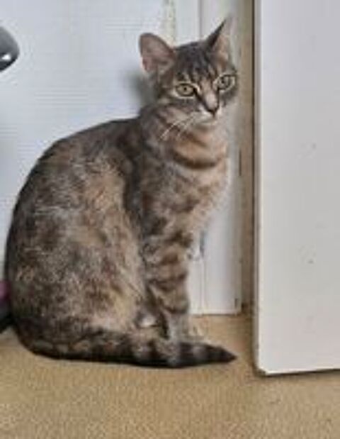   ATHENA, magnifique chatte tigrée à adopter via l'association UMA 