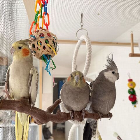 calopsittes 200 94350 Villiers-sur-marne