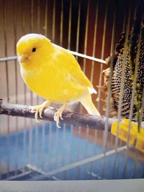 couple de canari avec cage 80 33750 Beychac-et-caillau
