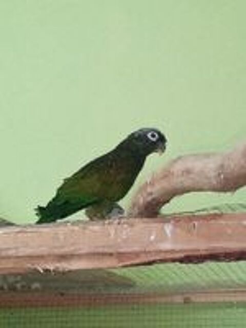   Pionus Maximilien - Pionus maximiliani - femelle baguée 2008 