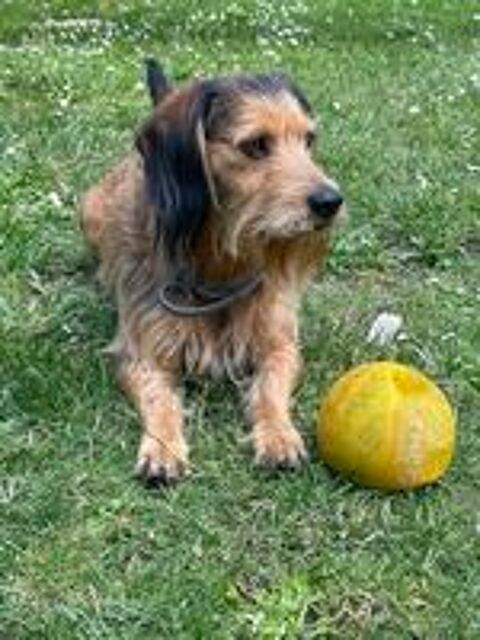   Gentil chien cherche gentille famille pour m'adopter  