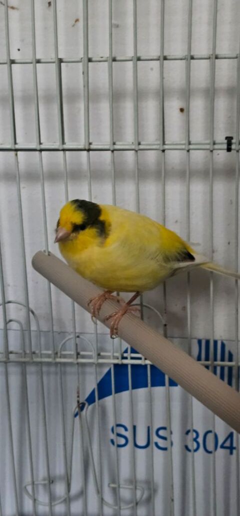 Je suis &agrave; la recherche d'un m&acirc;le Padda de Java &agrave; acqu&eacute;rir 0 60550 Verneuil-en-halatte