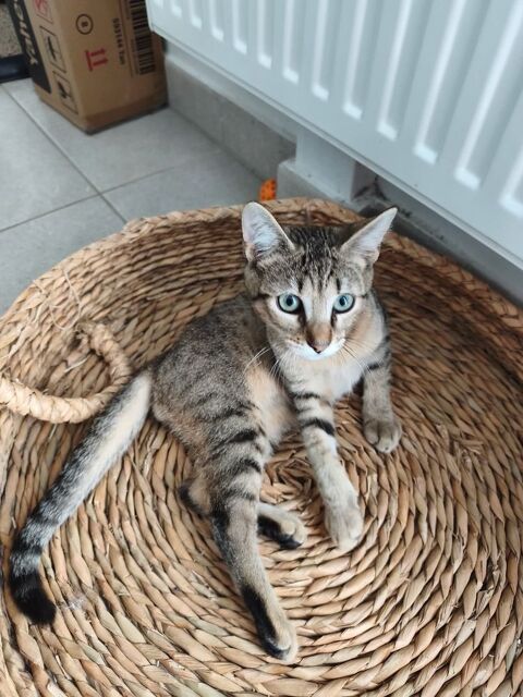 Bucky un gentil chaton ok chat et chien 180 78270 Bonnières-sur-seine